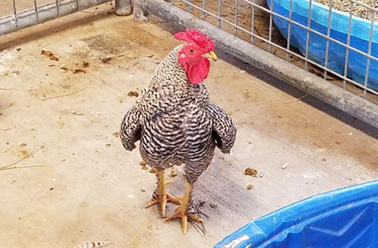 Last week's pet, still available: Percy